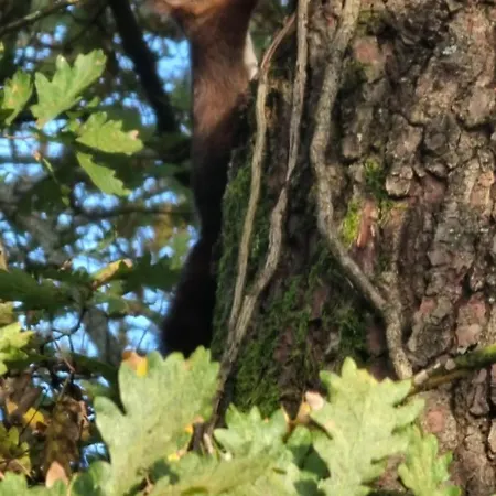 A L'esquirot 住宿加早餐酒店