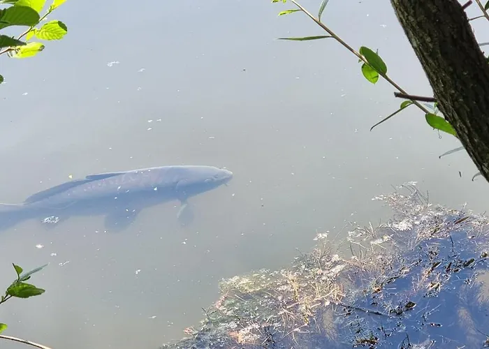 B&B A L'esquirot Gabarret